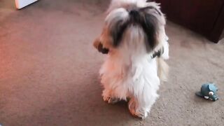 Dog Video