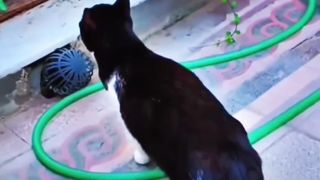Very smart and beautiful cat