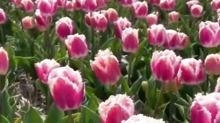 Rose, beautiful garden, beautiful flowers