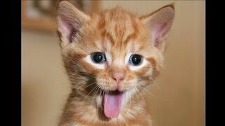 Funny animals!!))))).