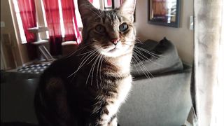 Owner Argument With The Cat Amazing Video