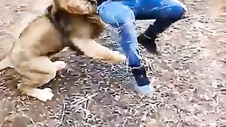 Tiger attack ????