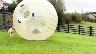Amaizing Video