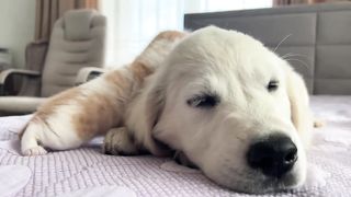 Tiny Kittens Wake Up a Golden Retriever Puppy [Cutest Wake Up Ever]