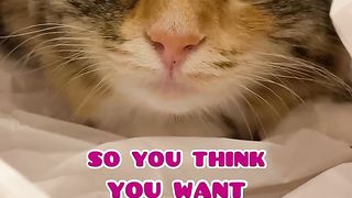 Cute cat