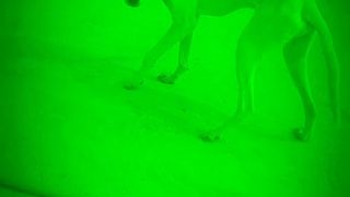 Beautiful doggy funny