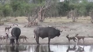 wild dog attacks