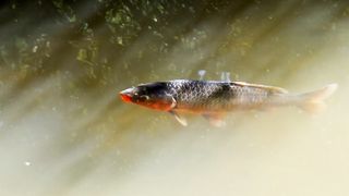 Best fish