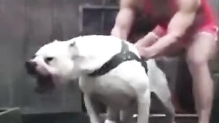 Dogss
