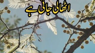 3 chezen jis ghr me hoti hen us sy barkat utha li jati he | Urdu Quotes in urdu