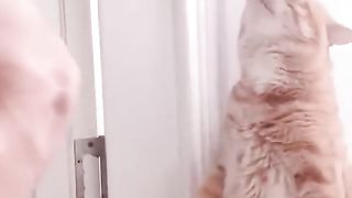 Cat love
