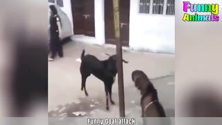 Funny Goats attacking on peoples | Animals videos