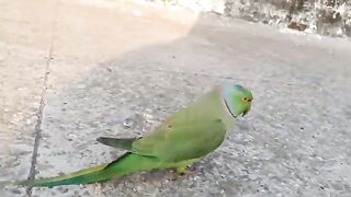 Parrot Birds