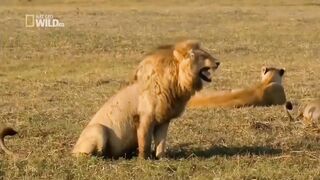 Lion Laughing Funny Video