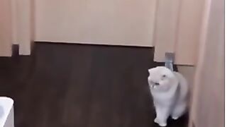 Cat funny movement