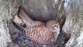 Kestrel Chicks All Alone After Mum Disappears