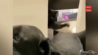 Cats || Funny cates || cats attractive