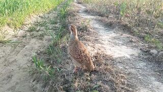 pheasant teetar ki awaaz the voices of the teetar bird