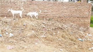 Dog |Eczema T|New style | Dog & |goat