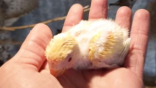 Love birds ka chicks