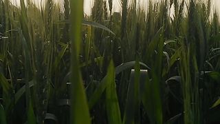 Natura video