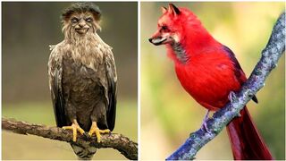 You may surprised to see some unique birds in the world