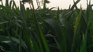 Natua video of village