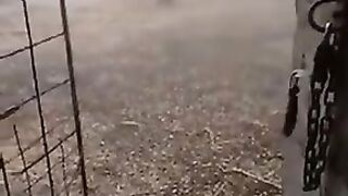 Snowfall