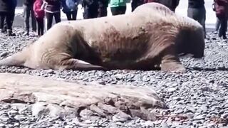 Allah ki qudrat. #video