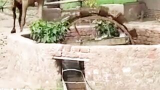 Rural environment of Pakistan/پاکستان کا دیہاتی ماحول# sohailshortTrip23