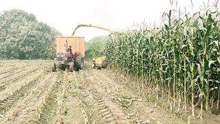 Allah Hoo Silage Service