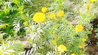 Flower Beauty in School