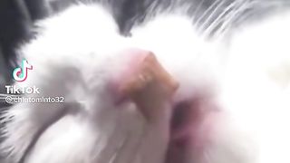 Funny animal  video