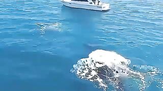 Bigg fish in water