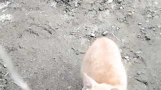Funny cat ۔beautiful cat۔۔cute funny cat