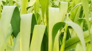 My village video