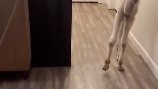 Funny Little Camel