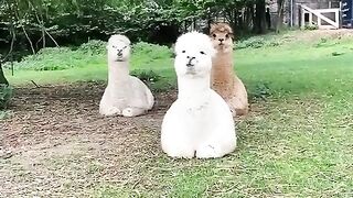 Cute Sheep