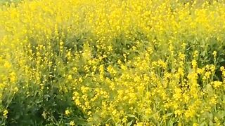 Village video