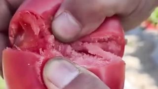 Fruits tomato