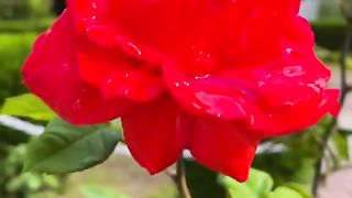 Natural video
