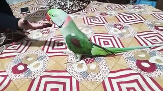 Parrot Video
