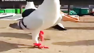 Beautiful birds