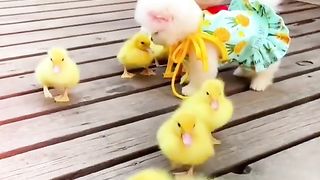 Wonderful Video for watching