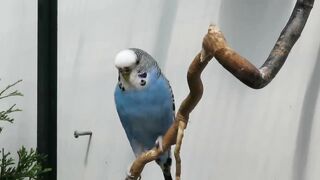Parakeets Aviary May 2022,Parkieten Voliere Mei 2022 beautifull birds