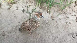 sindhi teetar ki awaaz the voices of the desi teetar bird