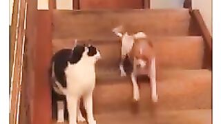 Dog and Cat ???? Funny Shot