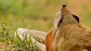 Animal fight