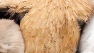 Lovely chicken lover ????????????