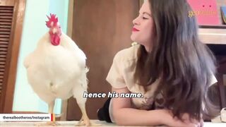 Chicken raised for meat is convinced he's a dog